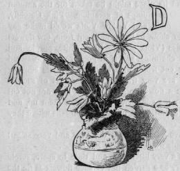 Potted flowering plant. D (illuminated letter for Do).