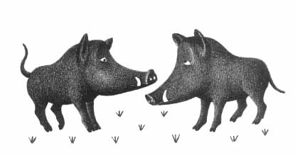 two boars