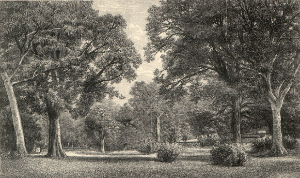Light-filled open space with plenty of trees and bushes to offer some shade.