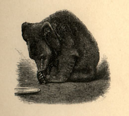 Illustration of a bear cub cleaning its paws.
