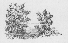 Outdoor scene with trees.