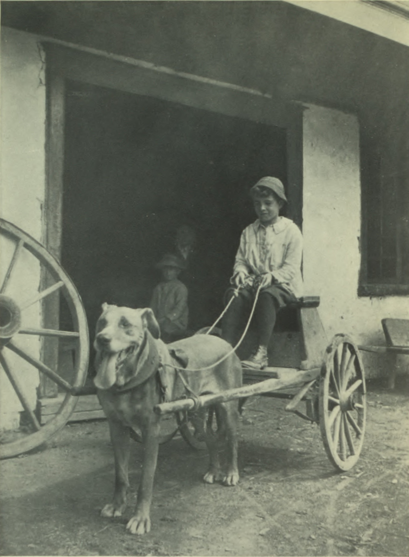 Boy in dog-driven cart, reigns in his hands.