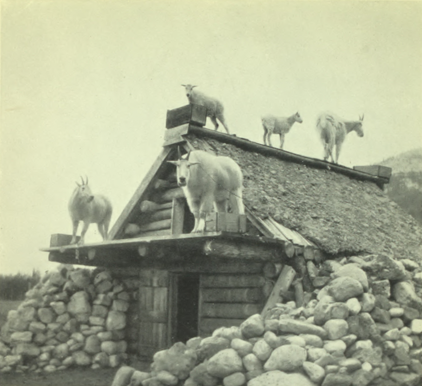 Goats all over the roof of a cabin.