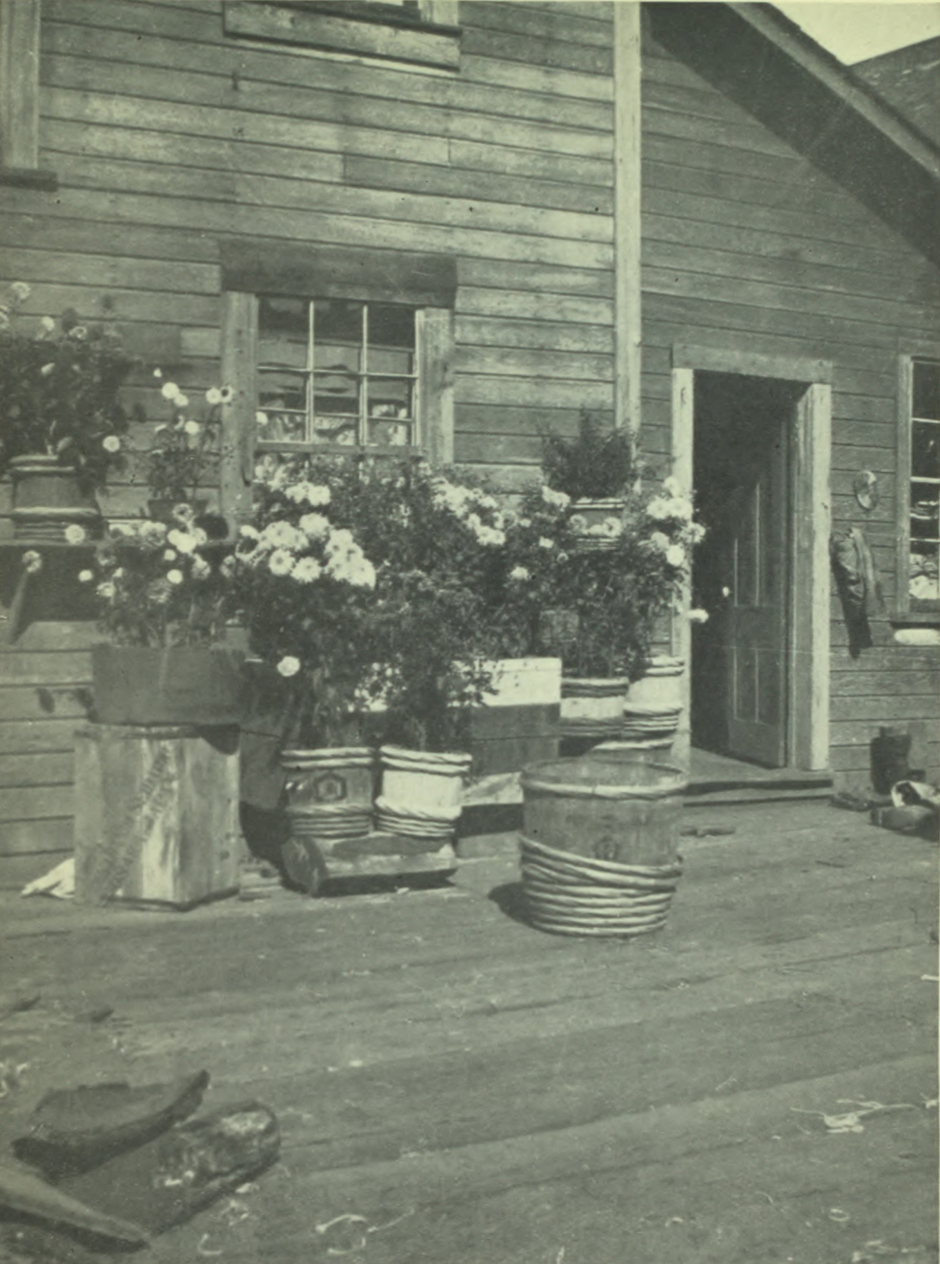 Wooden house with wooden deck with several large pots of crysanthemums.