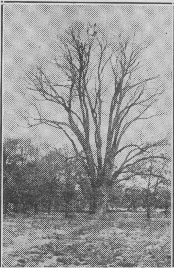 Photograph of ash tree