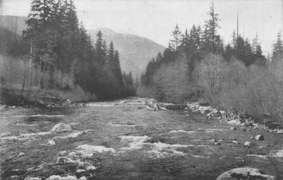 river with rocky bank flanked by evergreen trees with mountain in distance
