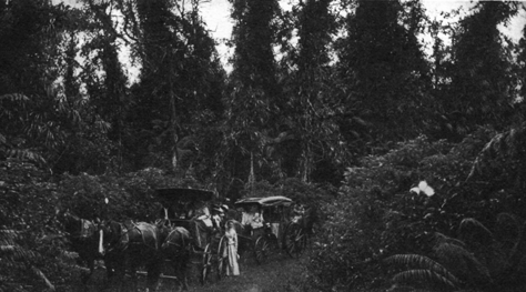 horse-drawn carriages traveling through the rainforest