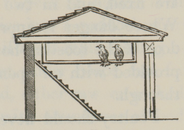 section view of hen roost with interior ladder and two hens