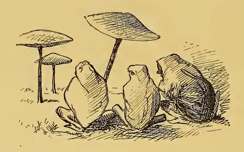frogs sitting by toad-stools