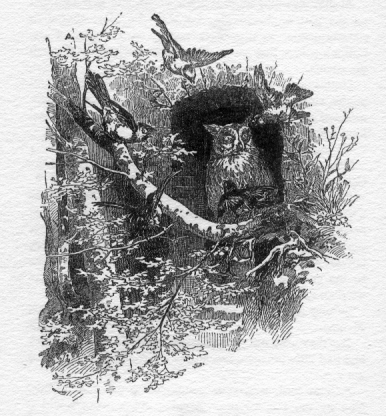 Owl in the hollow of a tree, smaller birds outside surrounding them.