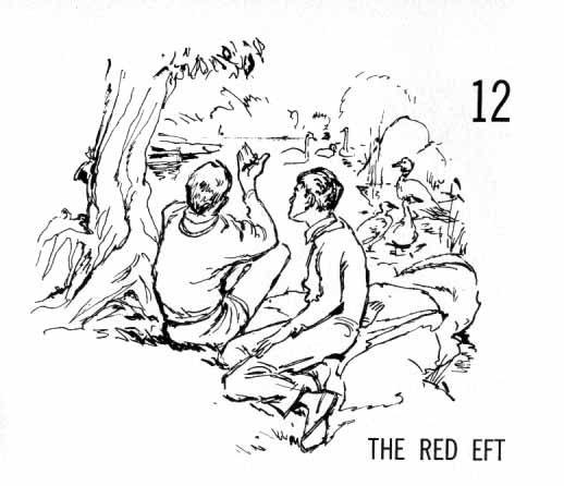 Chapter Twelve: The Red Eft. Two boys, one with something small in his hand, sitting at the edge of some water that is filled with all different birds.