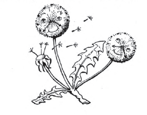 fluffy dandelions with clock hands on their smiling faces.