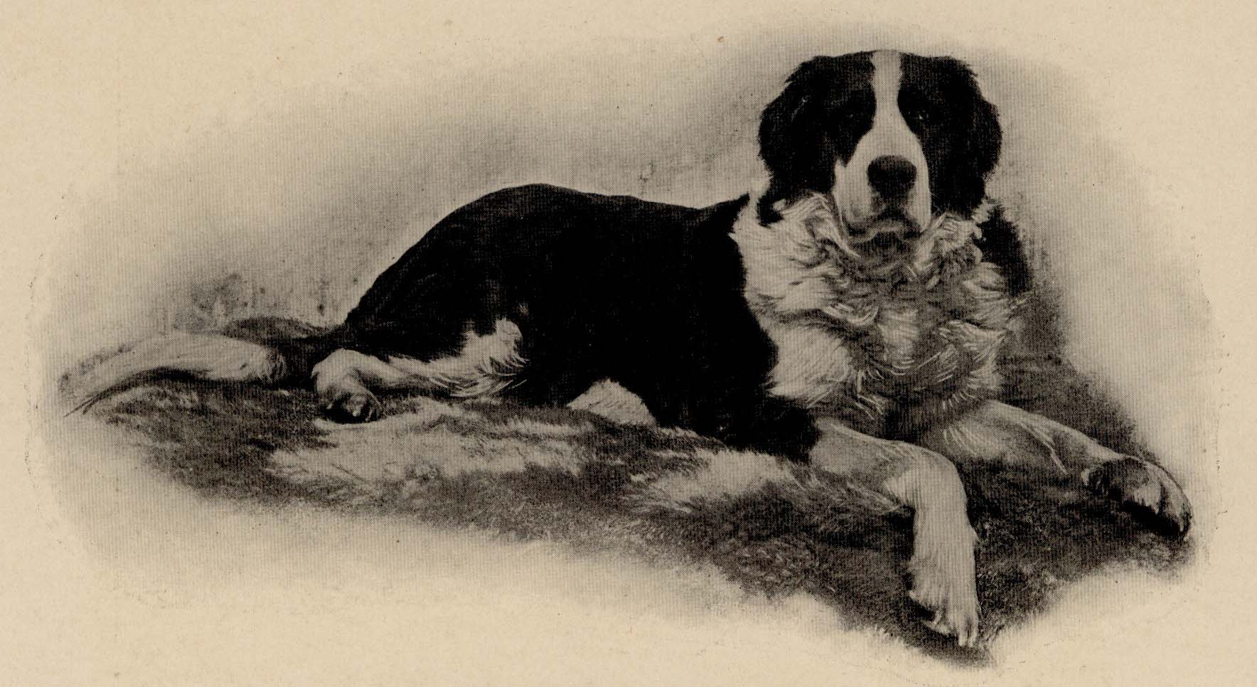 Hector, a big St. Bernard dog.