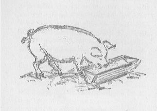 pig eating at a trough