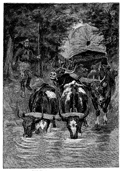 Oxen drinking water.