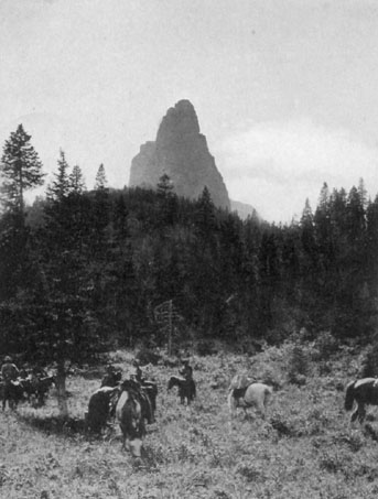 Photograph of horses and trees.