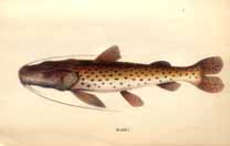 Fish with long whiskers. Caption: Plate I.