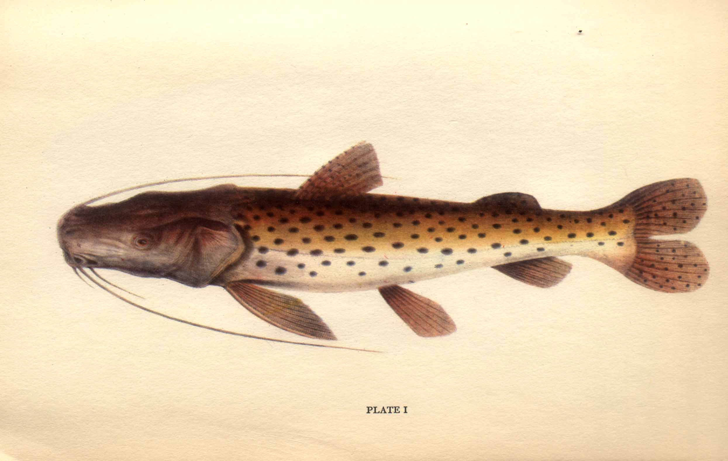 Fish with long whiskers. Caption: Plate I.