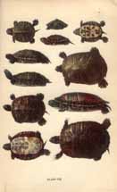 Different views of a turtle. Caption: Plate VIII.