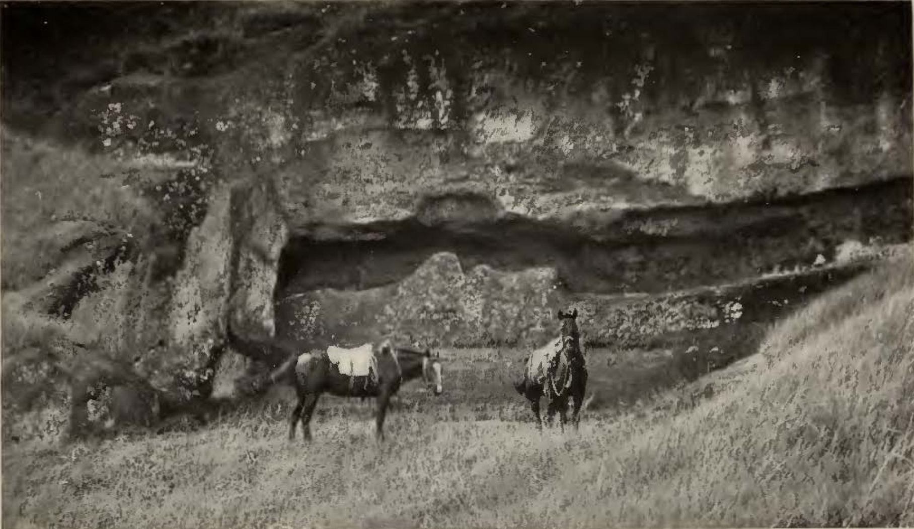 two horses in front of a stone face partially hollowed out in the shape of a head