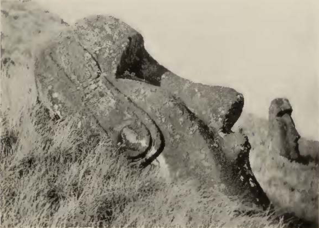 large head-shaped stone statue with disc in earlobe