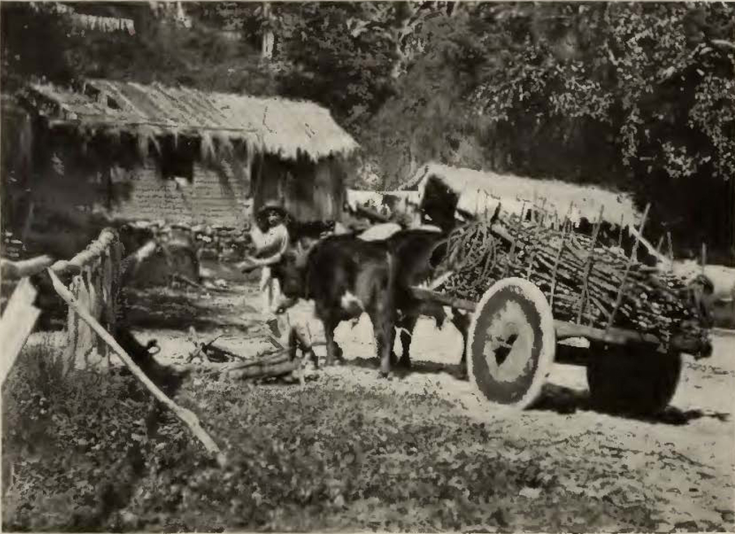 cart laden with wood being drawn by a bull