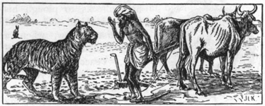 tiger and man with two skinny cows