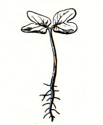 young morning glory with roots