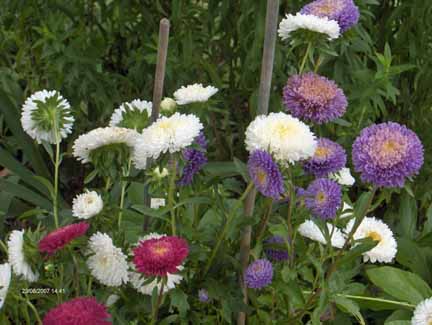 purple, white, and pink aster flowers