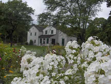 white phlox flowers with house in background