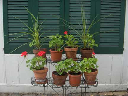 potted plants, some with red flowers